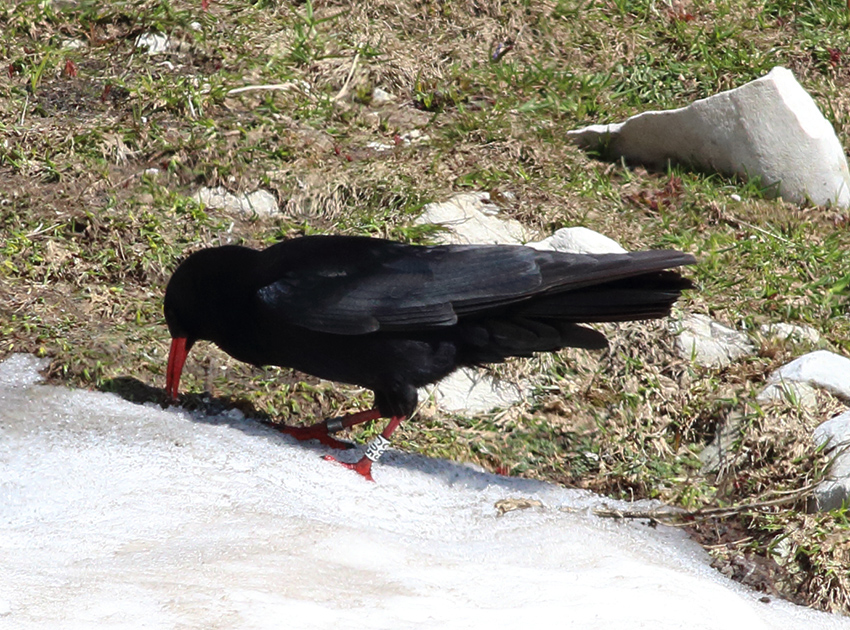 Galleri Snowfinch - (10) Eliseo Strinella