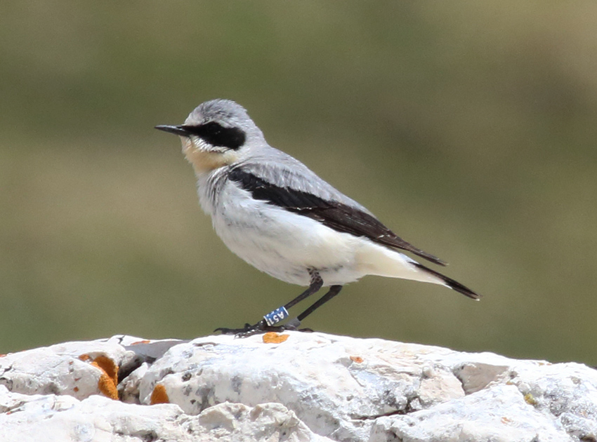 Galleri Snowfinch - (11) Eliseo Strinella