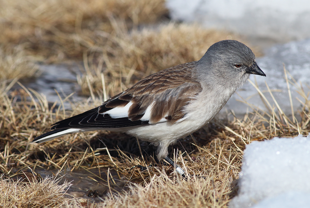 Galleri Snowfinch - (5) Eliseo Strinella
