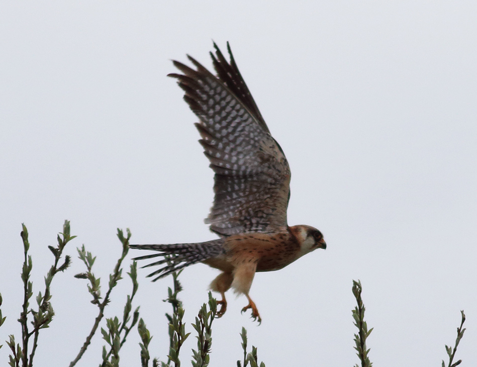 Galleri Snowfinch - (73) Eliseo Strinella