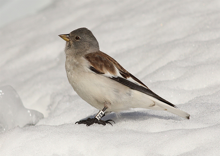 Galleri Snowfinch - (8) Eliseo Strinella