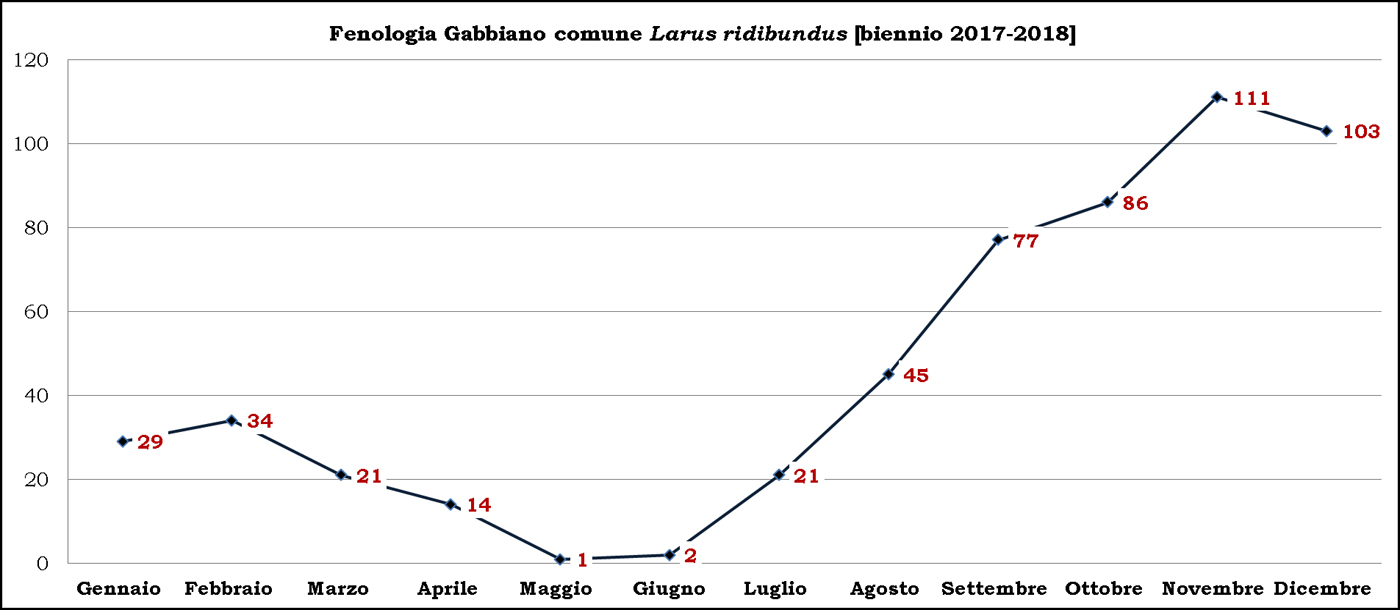 1-Gabbiano comune 2017-2018