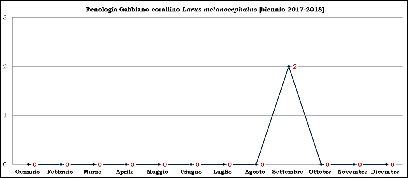 2-Gabbiano corallino 2017-2018