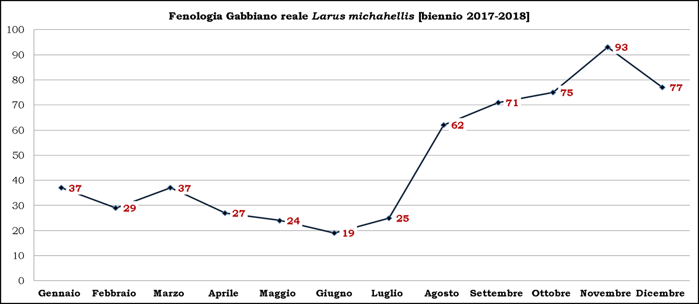 3-Gabbiano reale 2017-2018