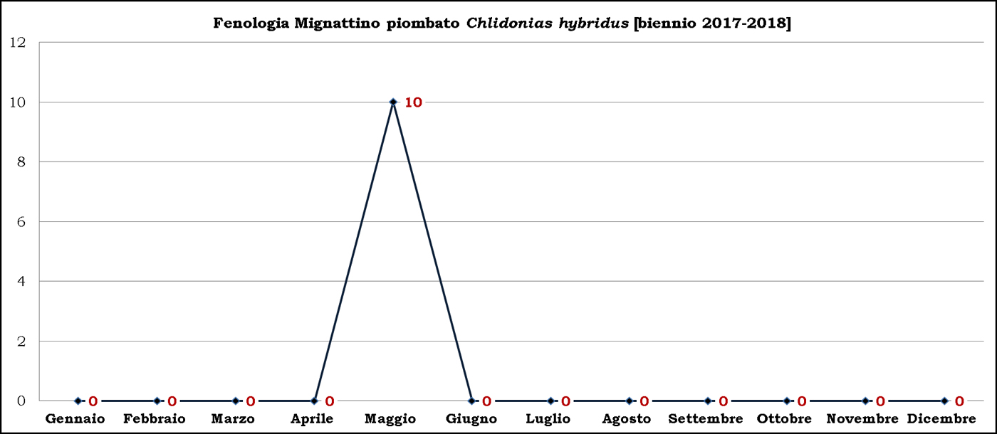 4-Mignattino piombato 2017-2018