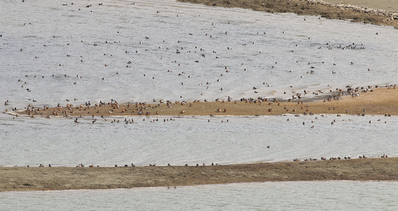 9- Riserva lago di campotosto 13.03.2018