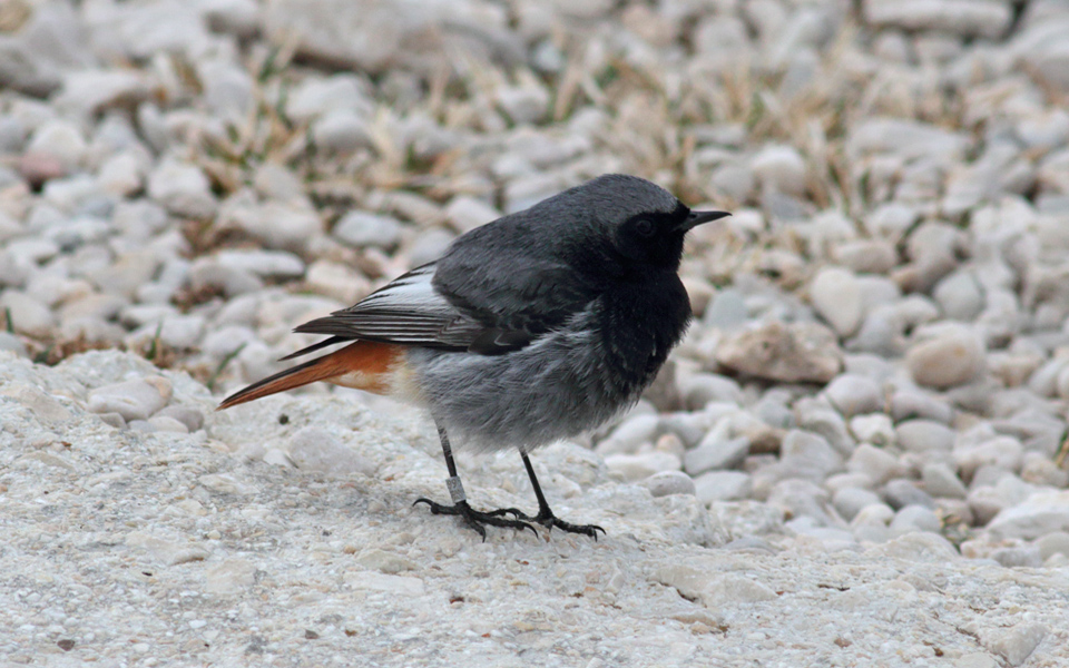 Gran Sasso 08 aprile 2019 -32-