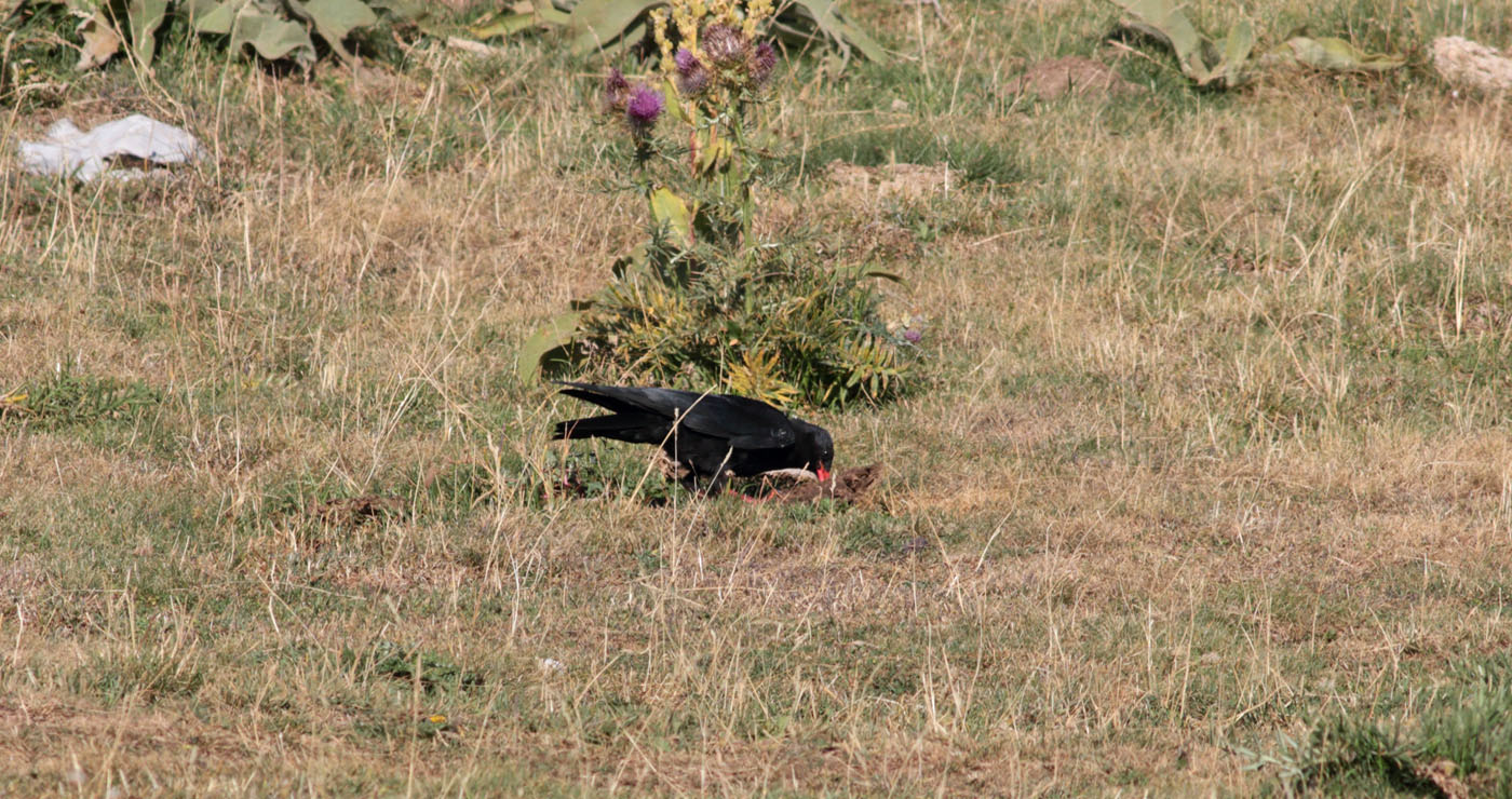 Gran-Sasso-21.08.2019-gracchio-c-3-e.strinella