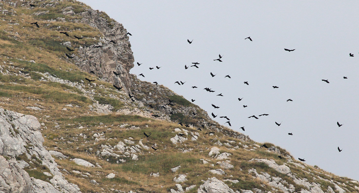 Gran Sasso 24.08.2019 (81) -5- e.strinella