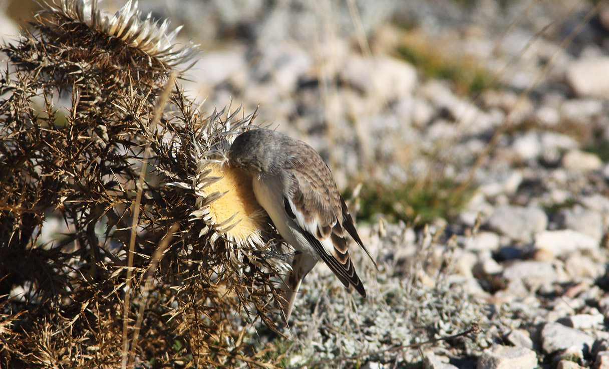 Gran Sasso ottobre 2018 E. strinella -010-