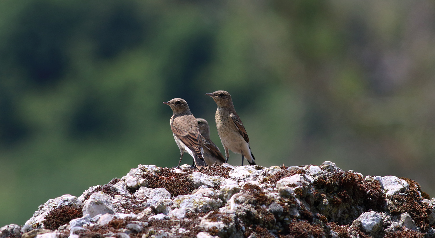 Reportornitologici giugno 2015 Eliseo Strinella