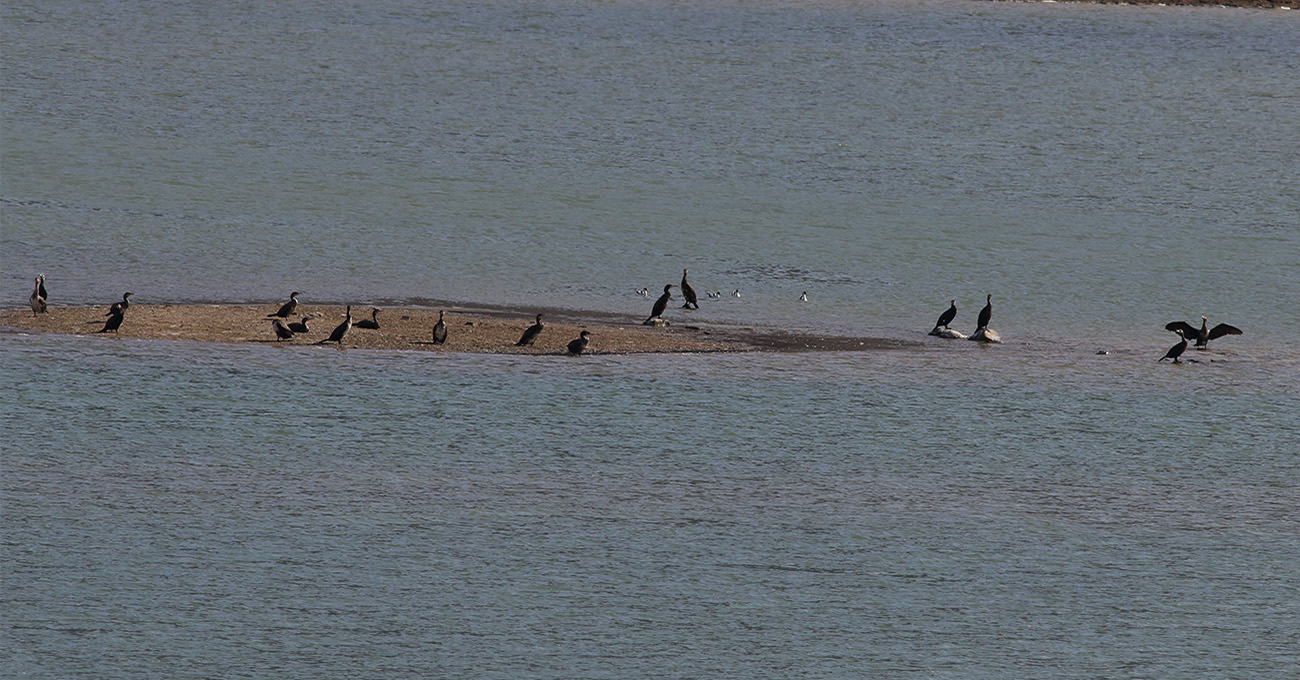 Riserva lago di campotosto 30 marzo 2018 (9)