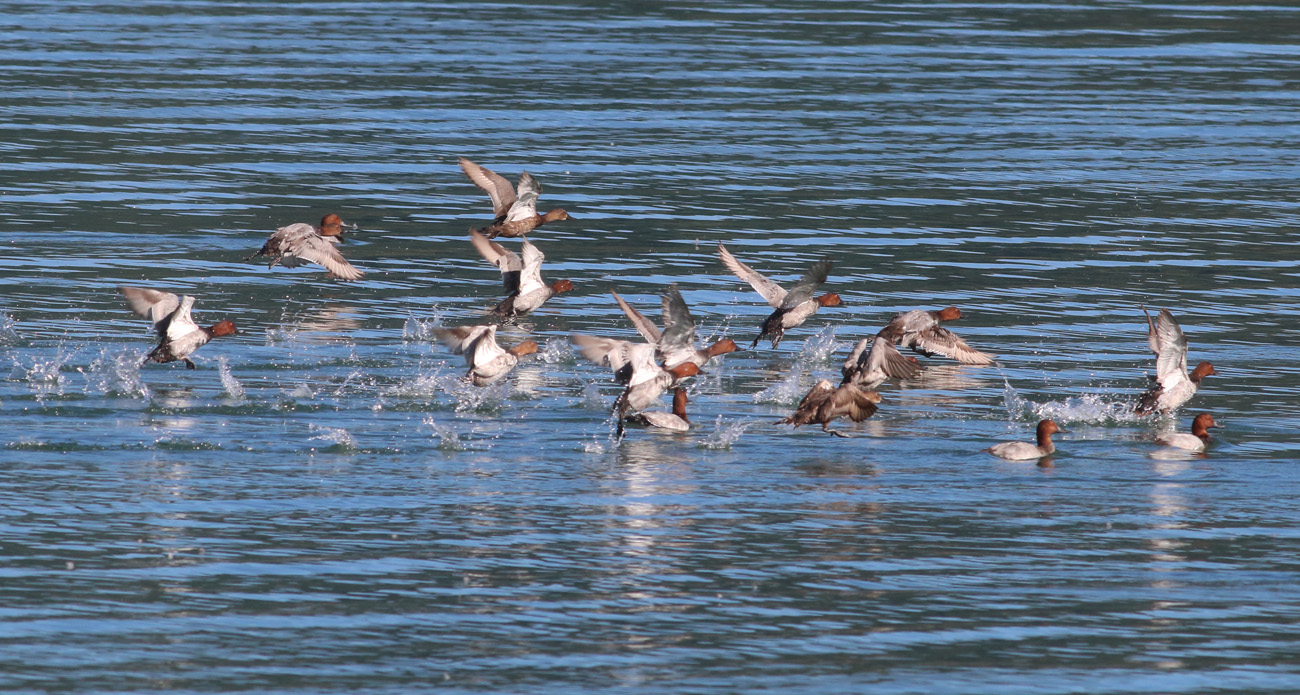 9 - Riserva Lago di Campotosto 28 giugno 2018