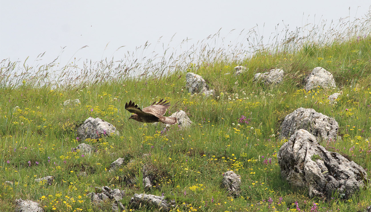 Gran Sasso 23 giugno 2018 - 12 E. Strinella