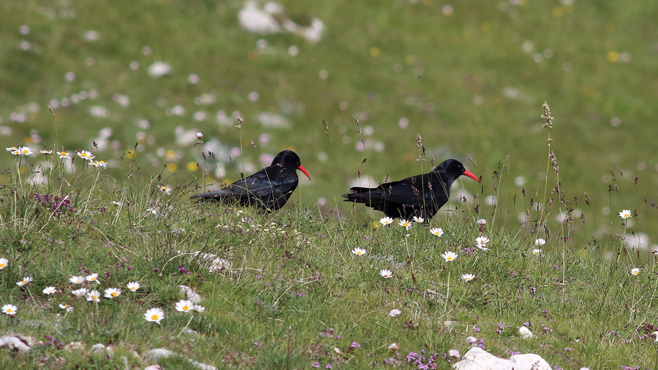 11 - Gran Sasso 05.07.2018 E. Strinella