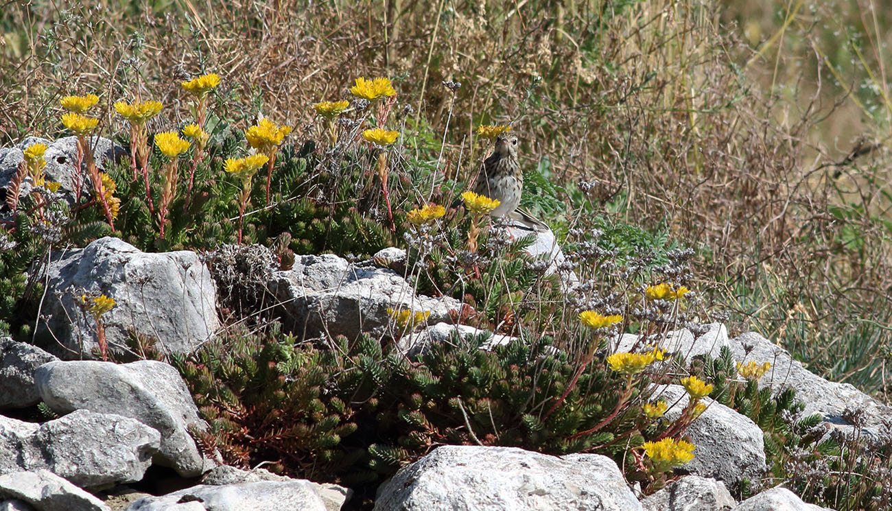 Gran Sasso 26 luglio 2018 -9- E. Strinella