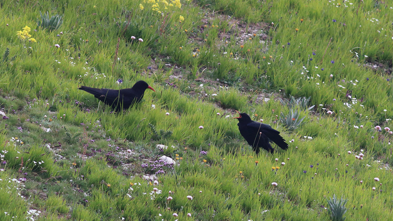 Gran Sasso0 11 luglio 2018 -9- E. Strinella