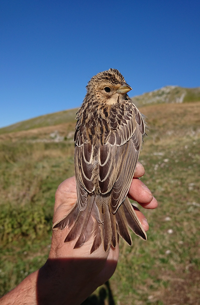 C. imperatore 13 agosto 2018 -9- P. Arrotini