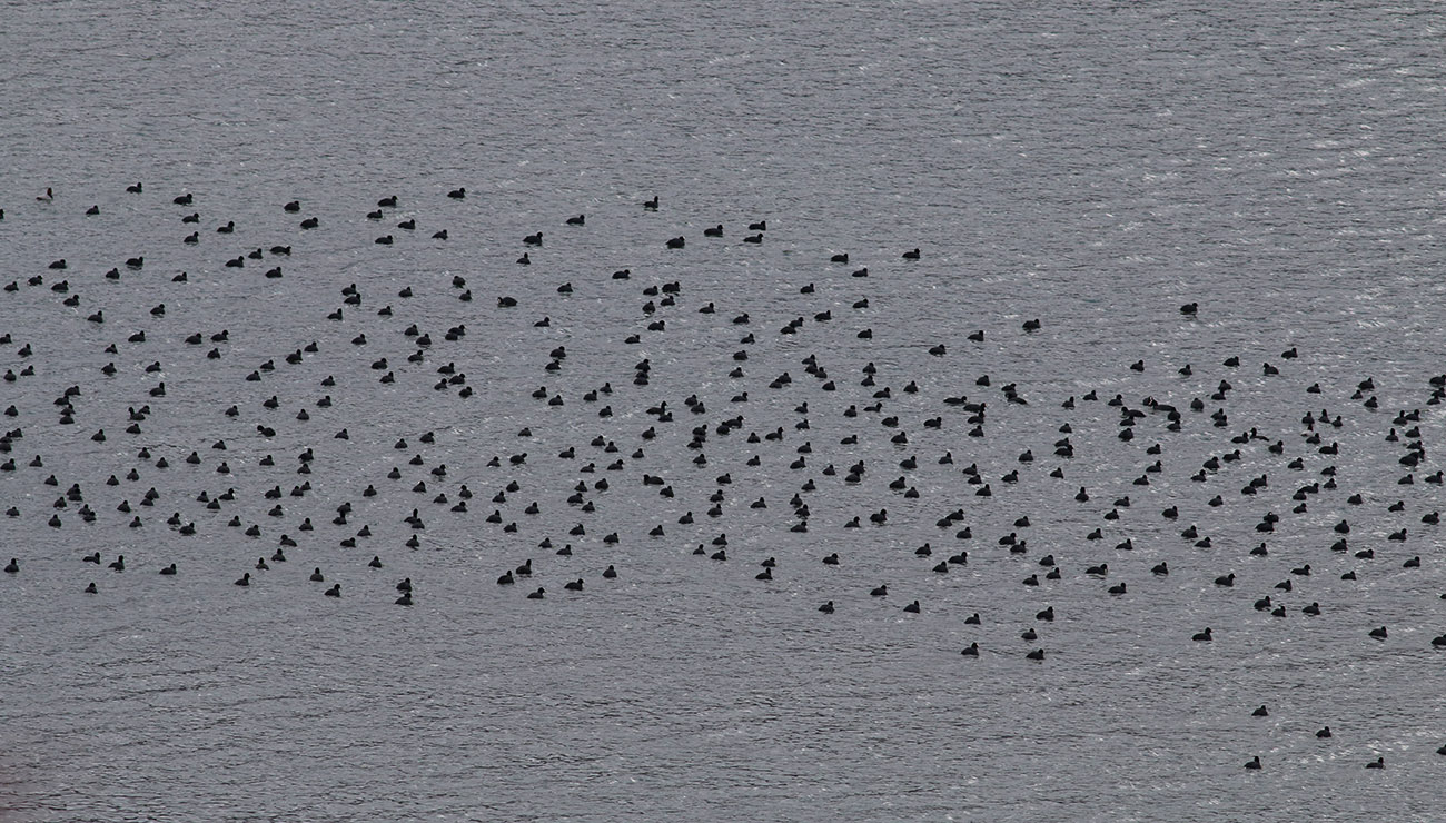 9-Riserva-lago-di-Campotosto-16.11.2018-E.-Strinella