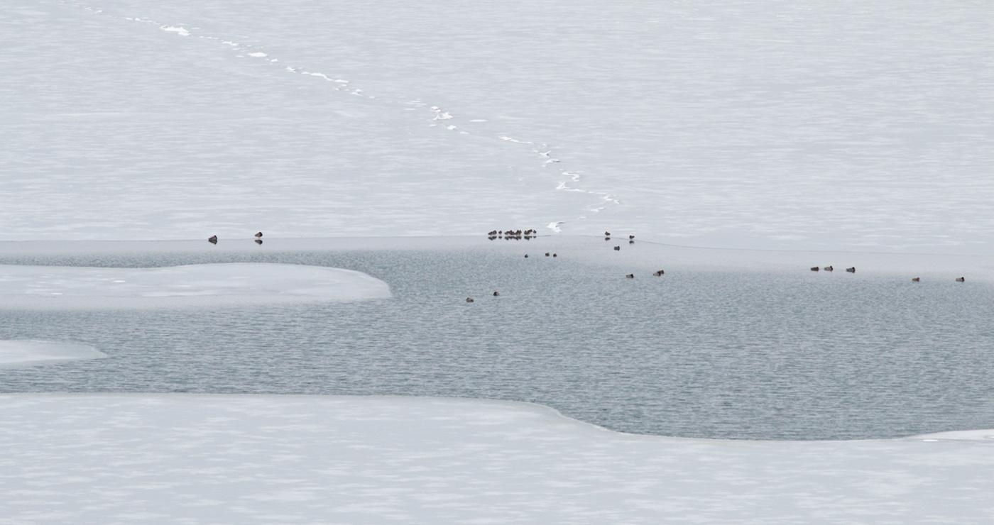 9- Riserva Lago di Campotosto 23 gennaio 2019