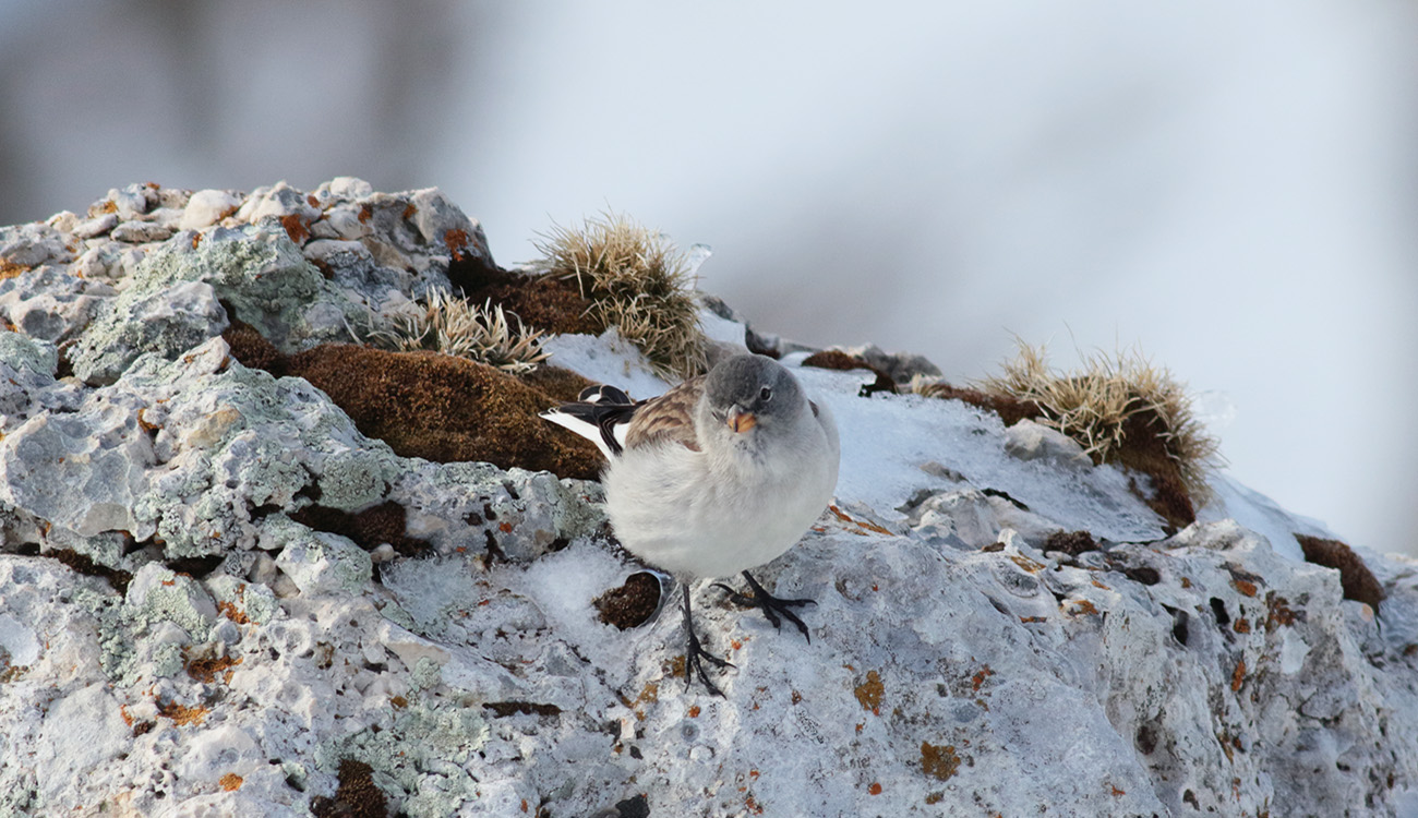 9-Gran Sasso 08 febbraio 2019 - e-strinella