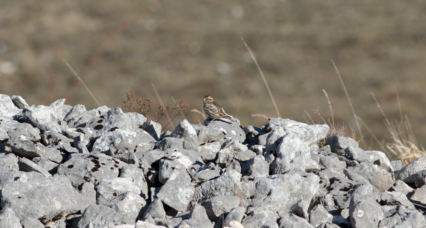 Gran Sasso 29 marzo 2019 -6- e. strinella