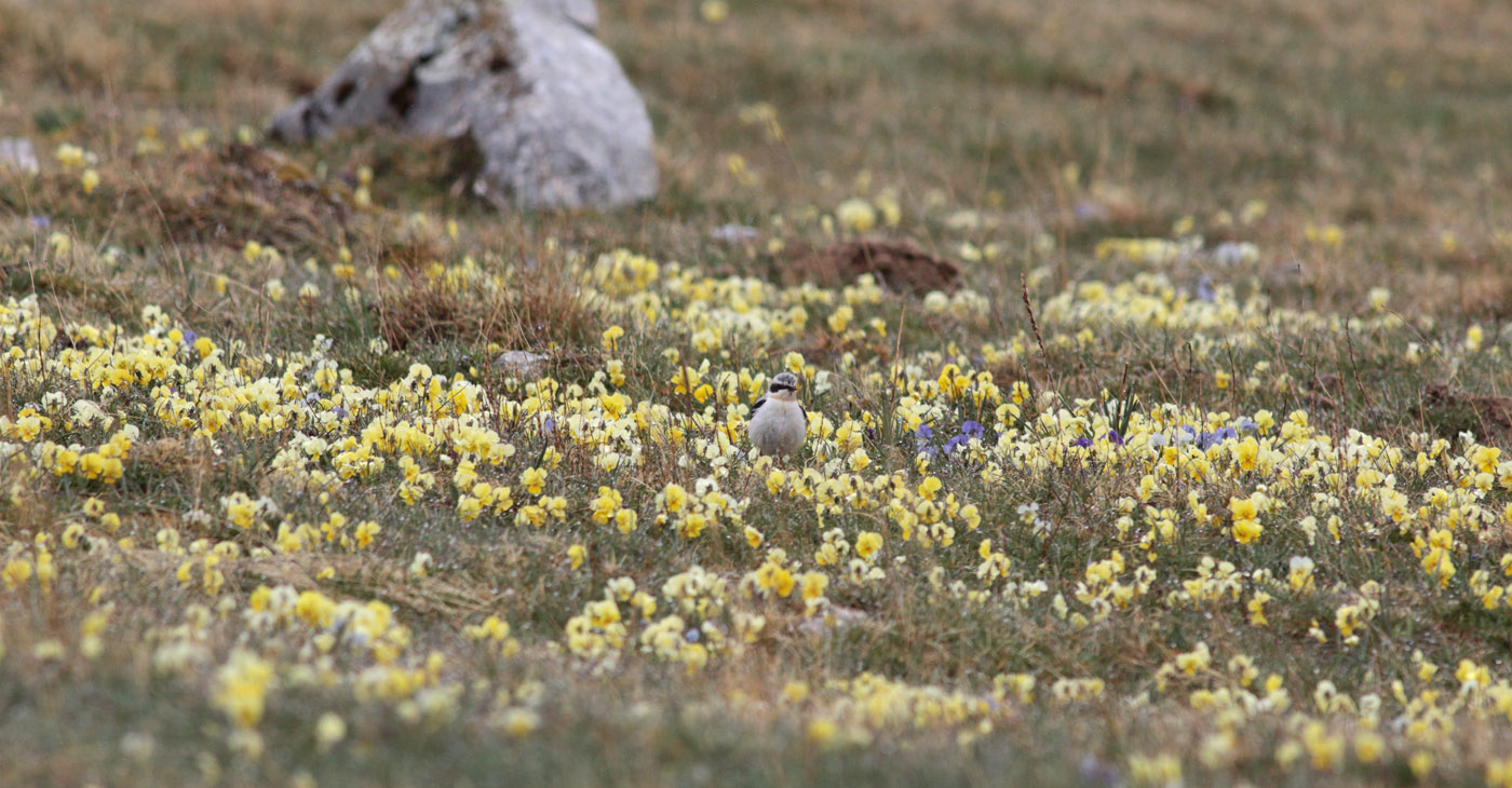 Gran Sasso 04.05.2019 e.strinella -9-