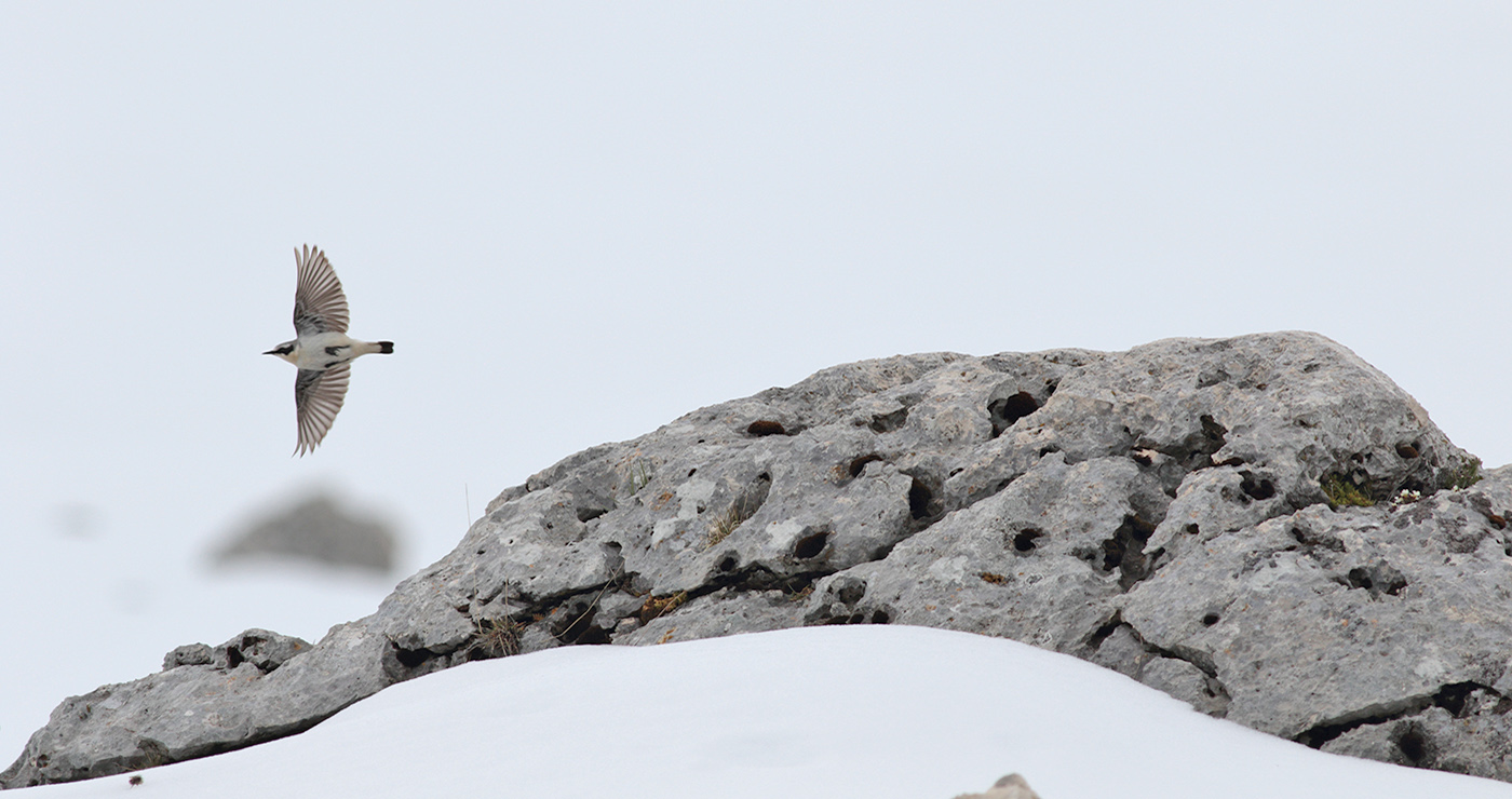 Gran Sasso 18.05.2019 -19- e.strinella