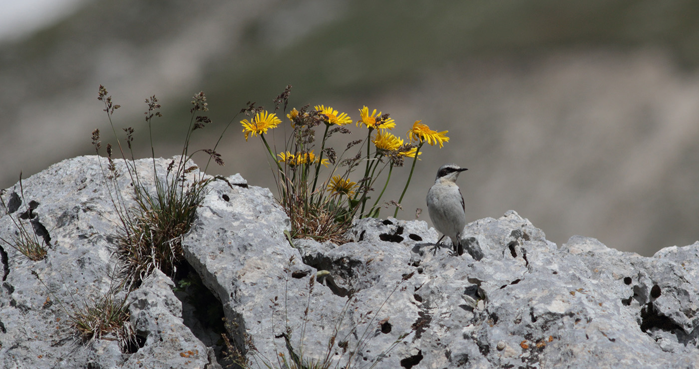 Gran Sasso 10.06.2019 -9- e.strinella