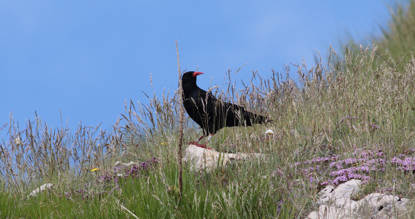 Gran Sasso 24.06.2019-10-e.strinella