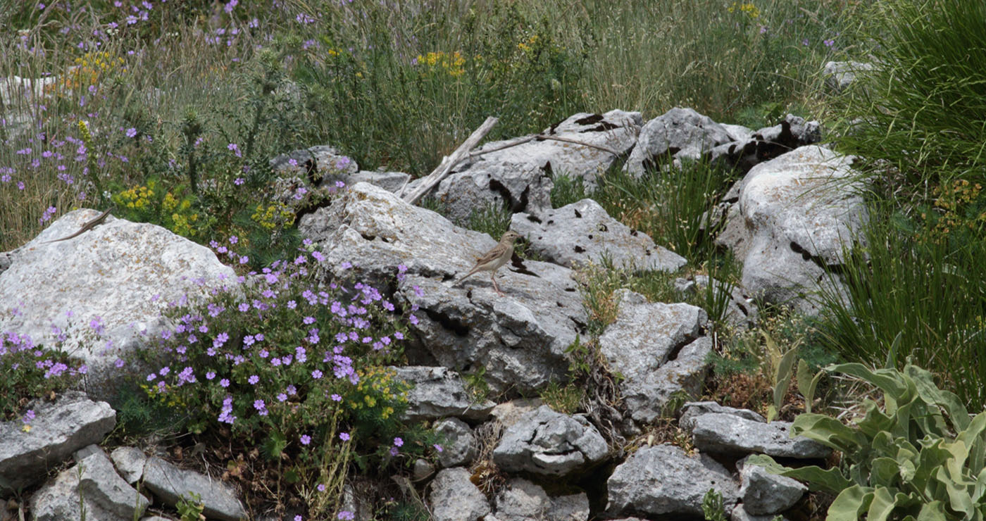 Gran Sasso 24.06.2019-11-e.strinella