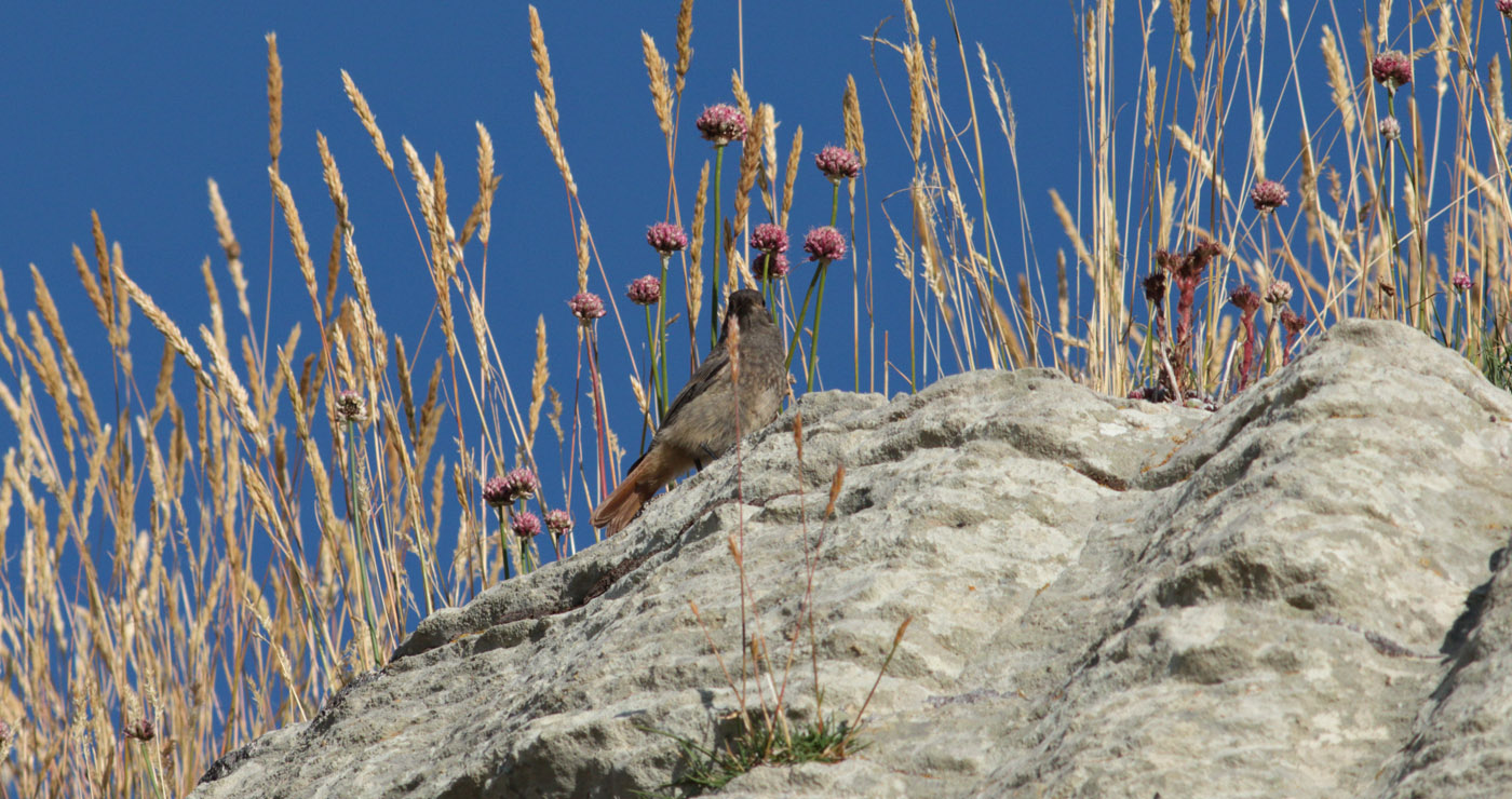 Gran Sasso 05.08.2019 -10- e. strinella