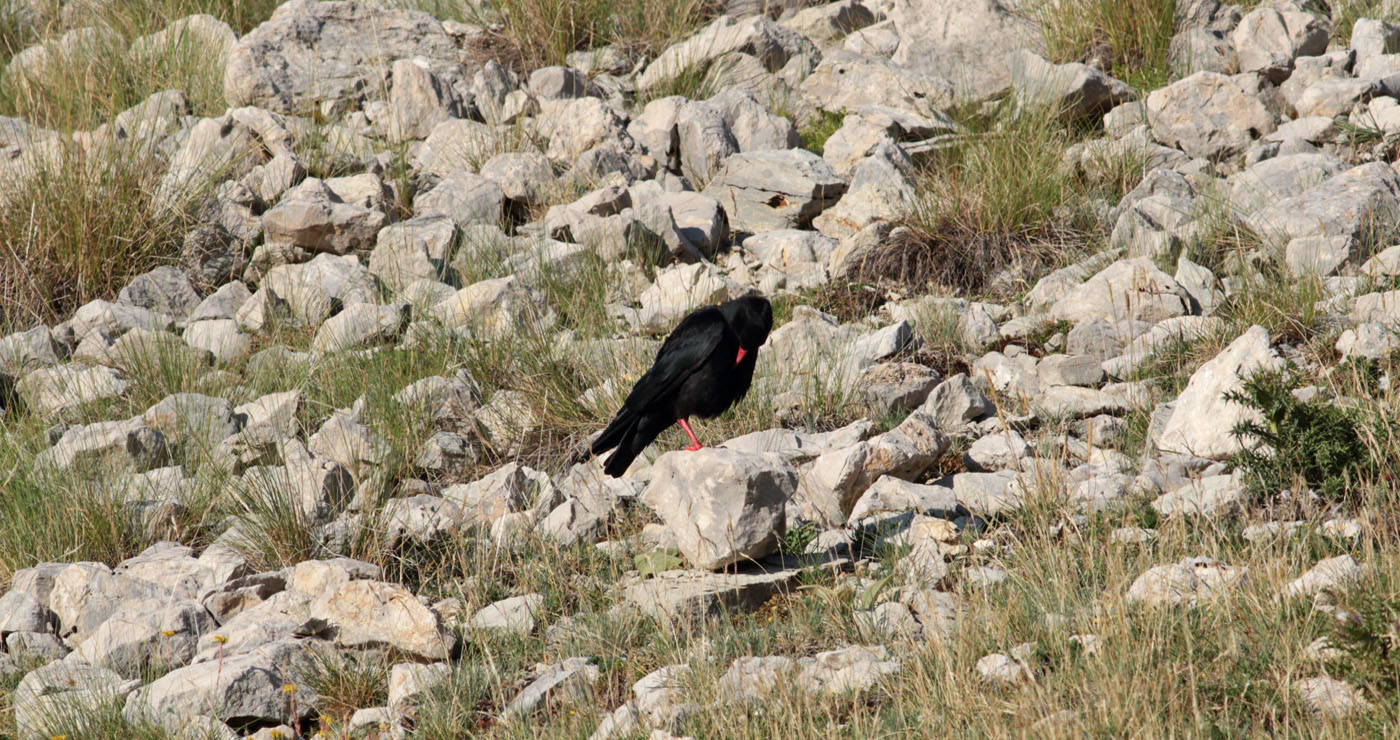 Gran Sasso 05.08.2019 -12- e. strinella