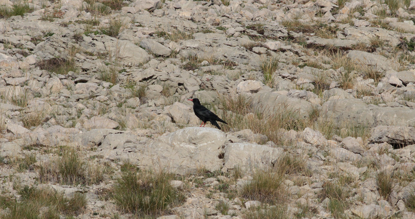 Gran Sasso 09.08.2019 -6- e.strinella