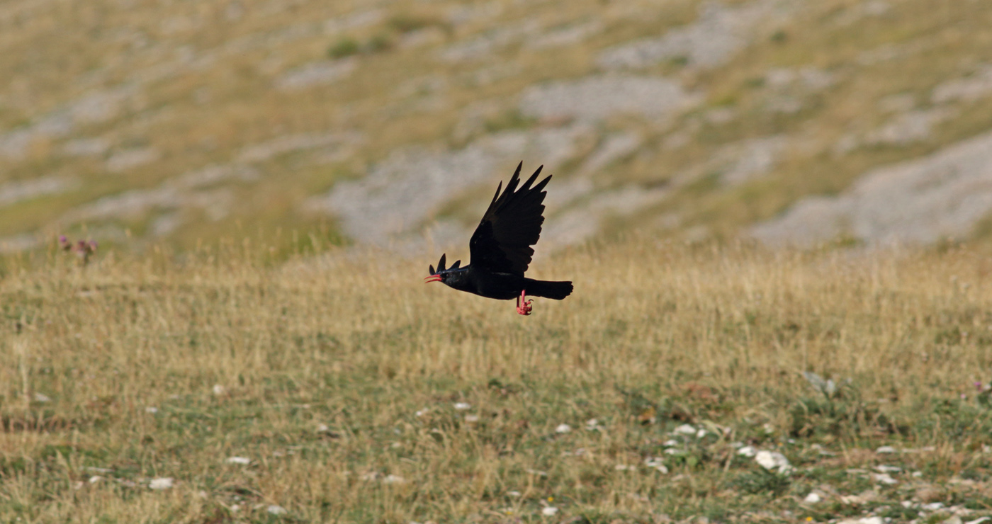 Gran Sasso 12.08.2019 -7- e.strinella