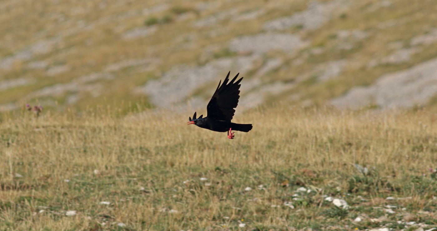 Gran Sasso 12.08.2019 -7- e.strinella