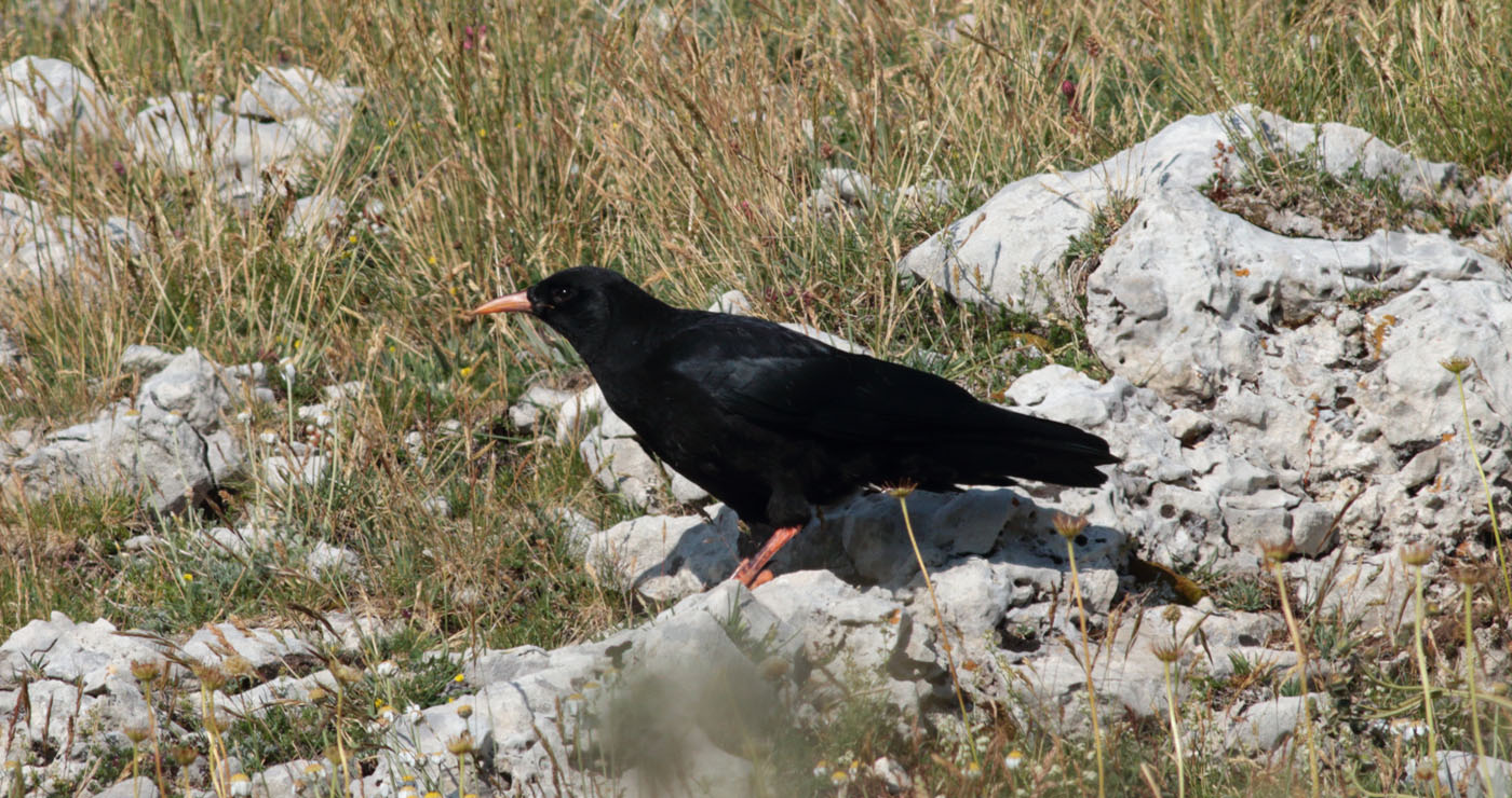 Gran Sasso 22.07.2019 -12- e.strinella