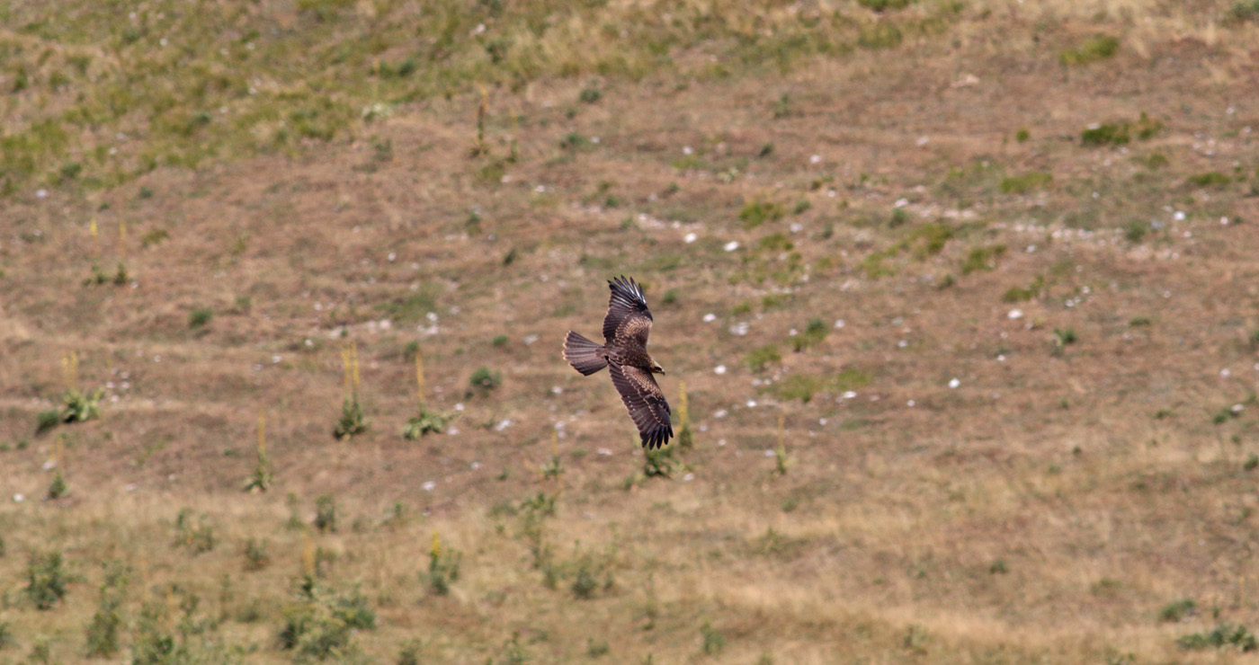 Gran Sasso 24.07.2019 -10- e.strinella