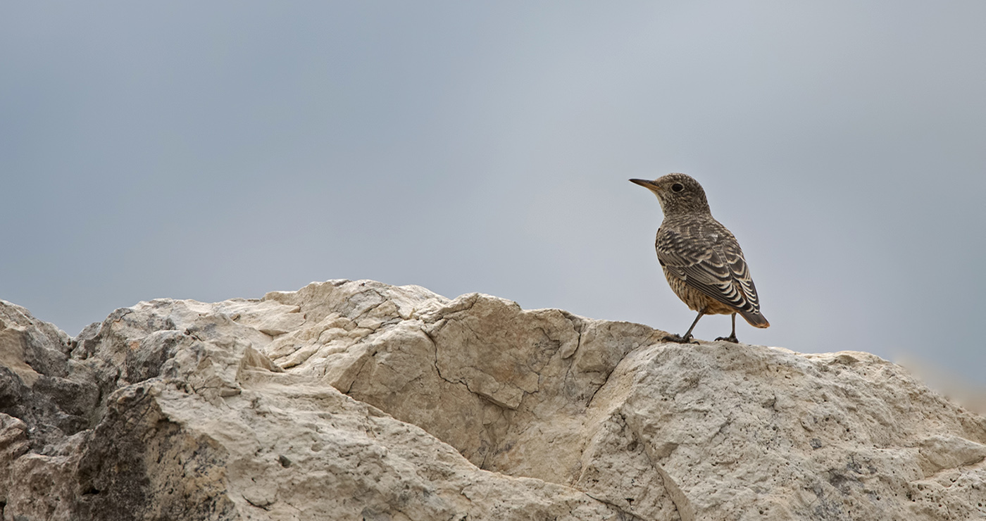 Gran Sasso 24.08.2019 -14- d.ferretti