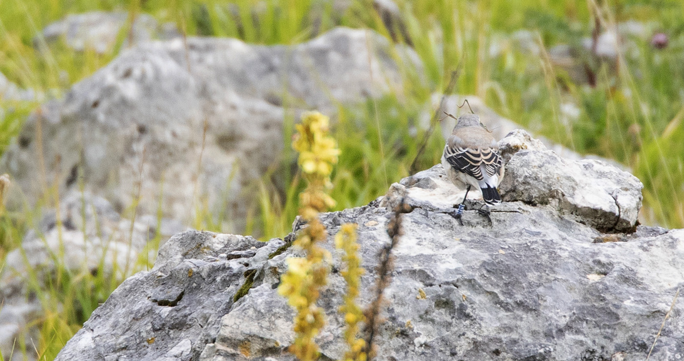 Gran Sasso 24.08.2019 -15- d.ferretti