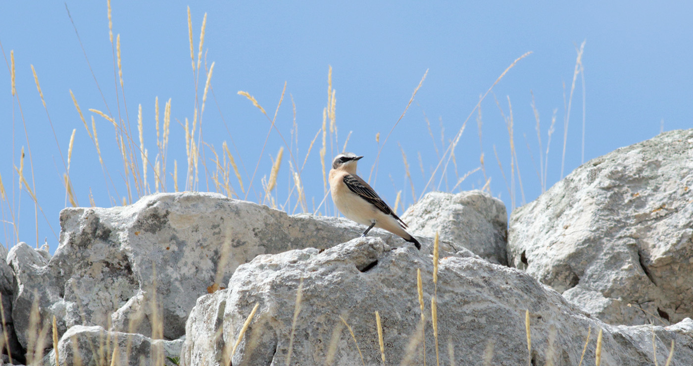 Gran Sasso 06.09.2019 -1-15- e.strinella