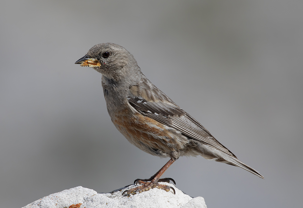 Gran Sasso agosto 2019 - 0707- Davide Ferretti