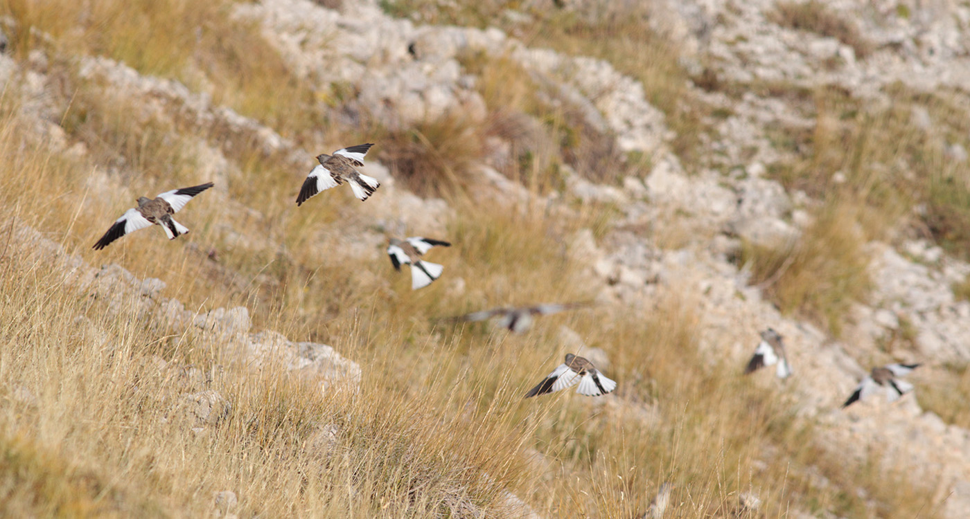 Gran Sasso 11.10.2019 -01012- e.strinella