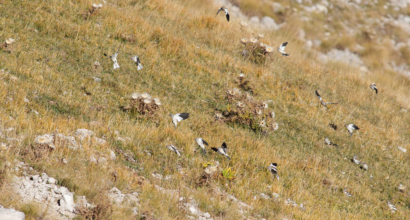 Gran Sasso 11.10.2019 -01014- e.strinella