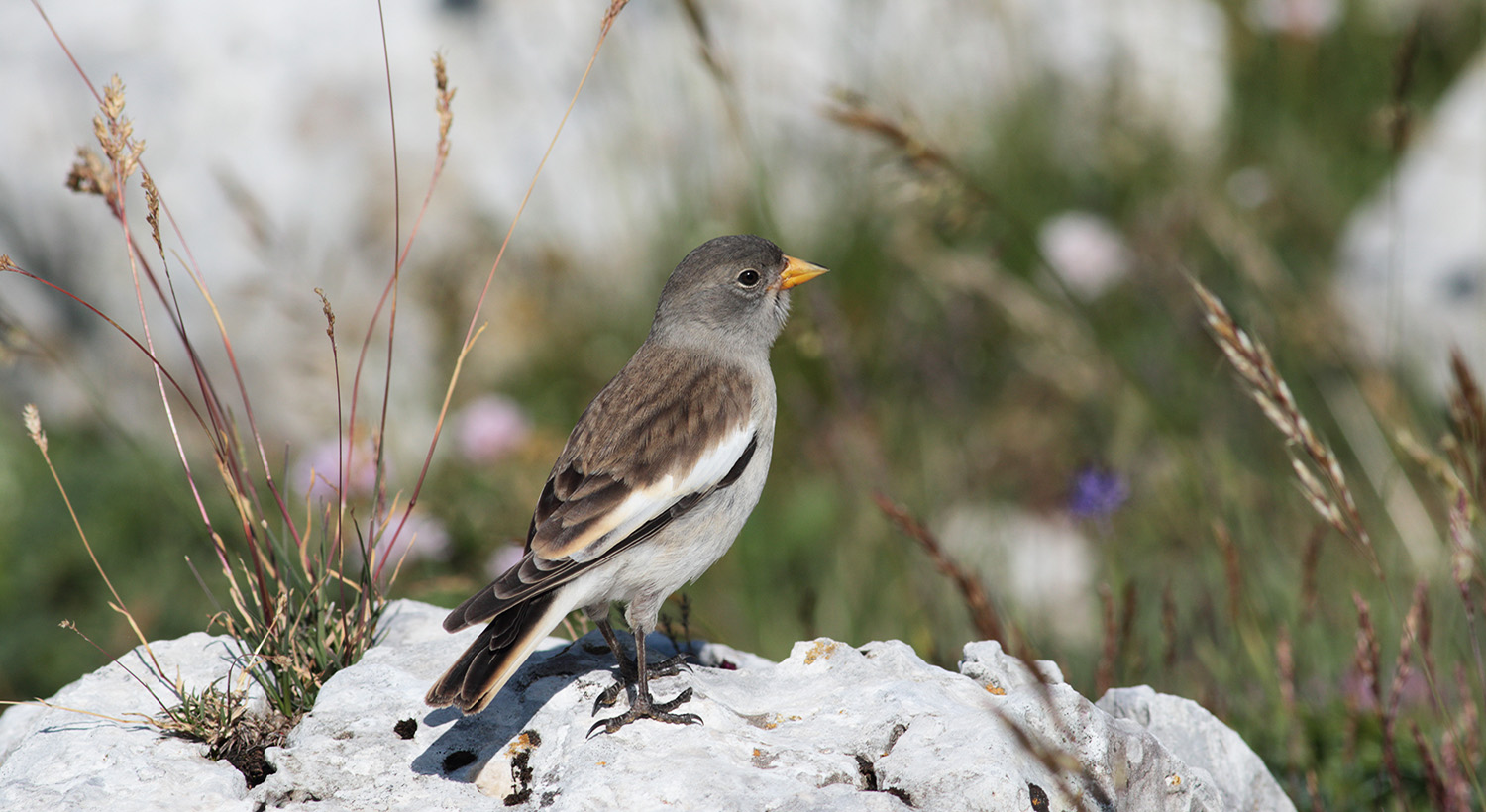 Gran Sasso - Home page Eventi 2020 e.strinella