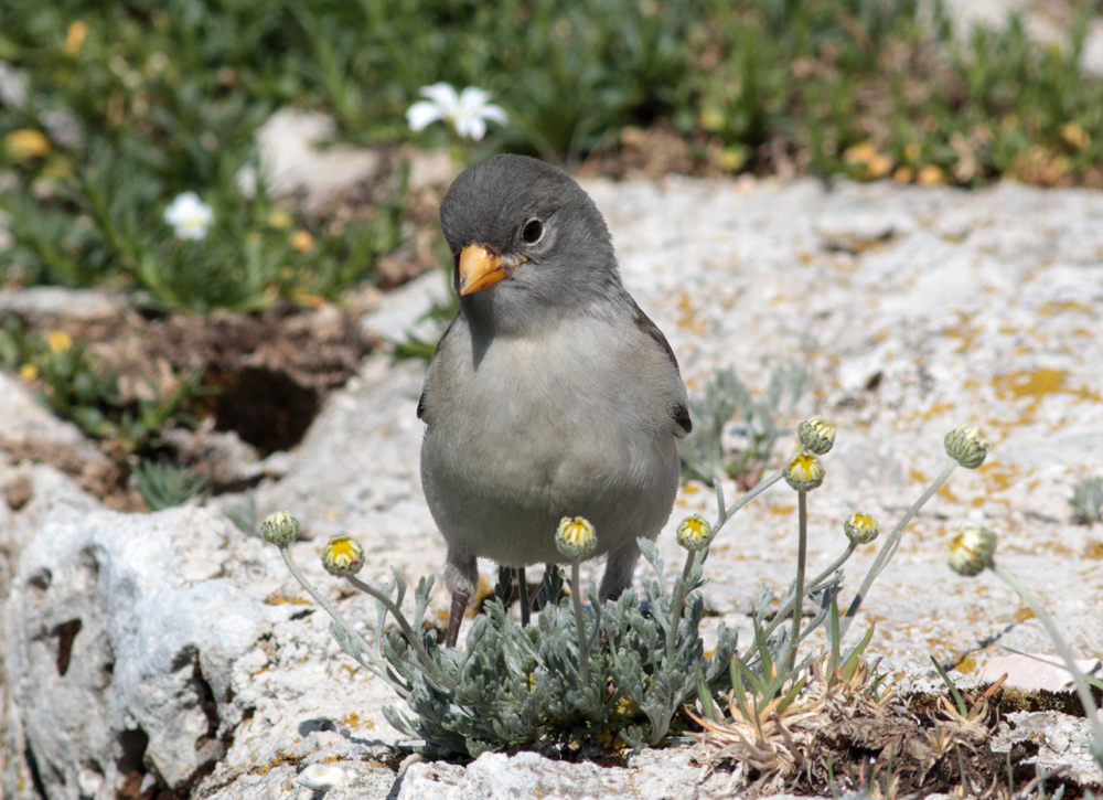 Tasto gruppo gruppo snowfinch 2020