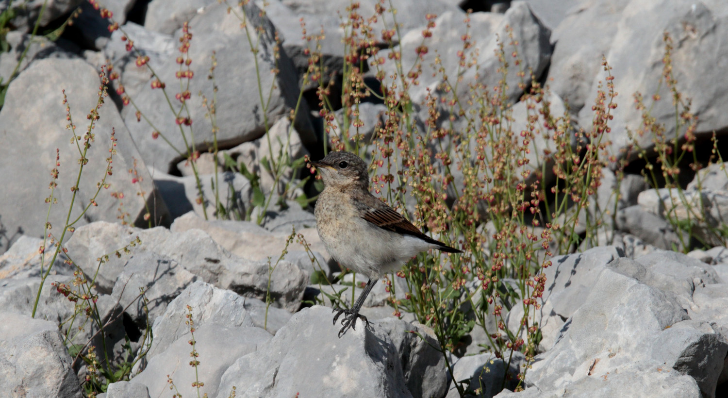 Gran Sasso 29 luglio 2020 Home-Page AGOSTO