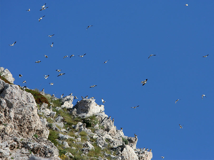 10-pubblicazioni-page 2021-Flock