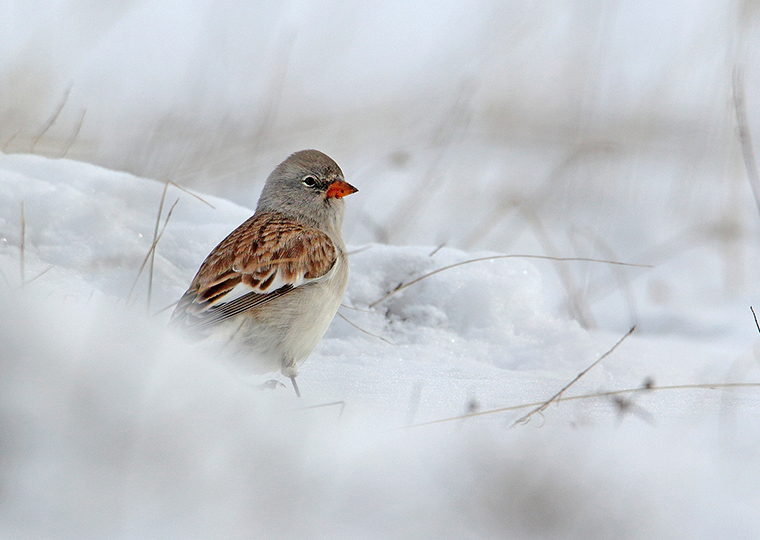 Home Page 2021 EU-SNOWFINCH foto Maurizio Passacantando