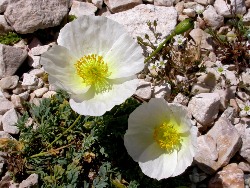 Tasto Omaggio al Gran Sasso e.strinella